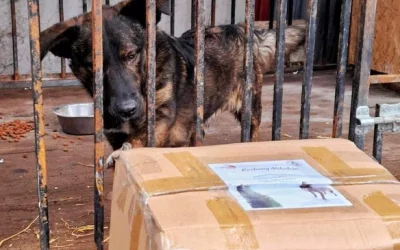 Akcja charytatywna dla zwierząt