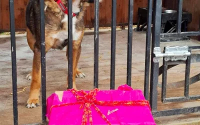 Akcja charytatywna dla zwierząt