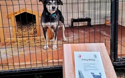 Akcja charytatywna dla zwierząt